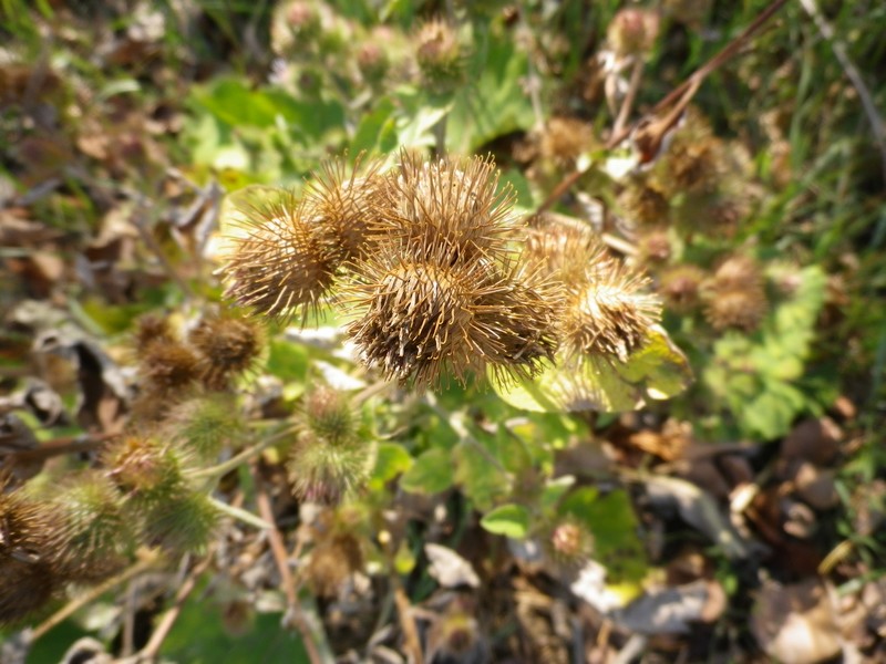 Arctium lappa / Bardana maggiore